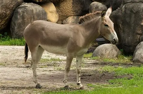 Nubian Donkey
